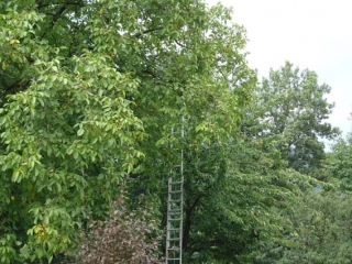 echellearbre.jpg